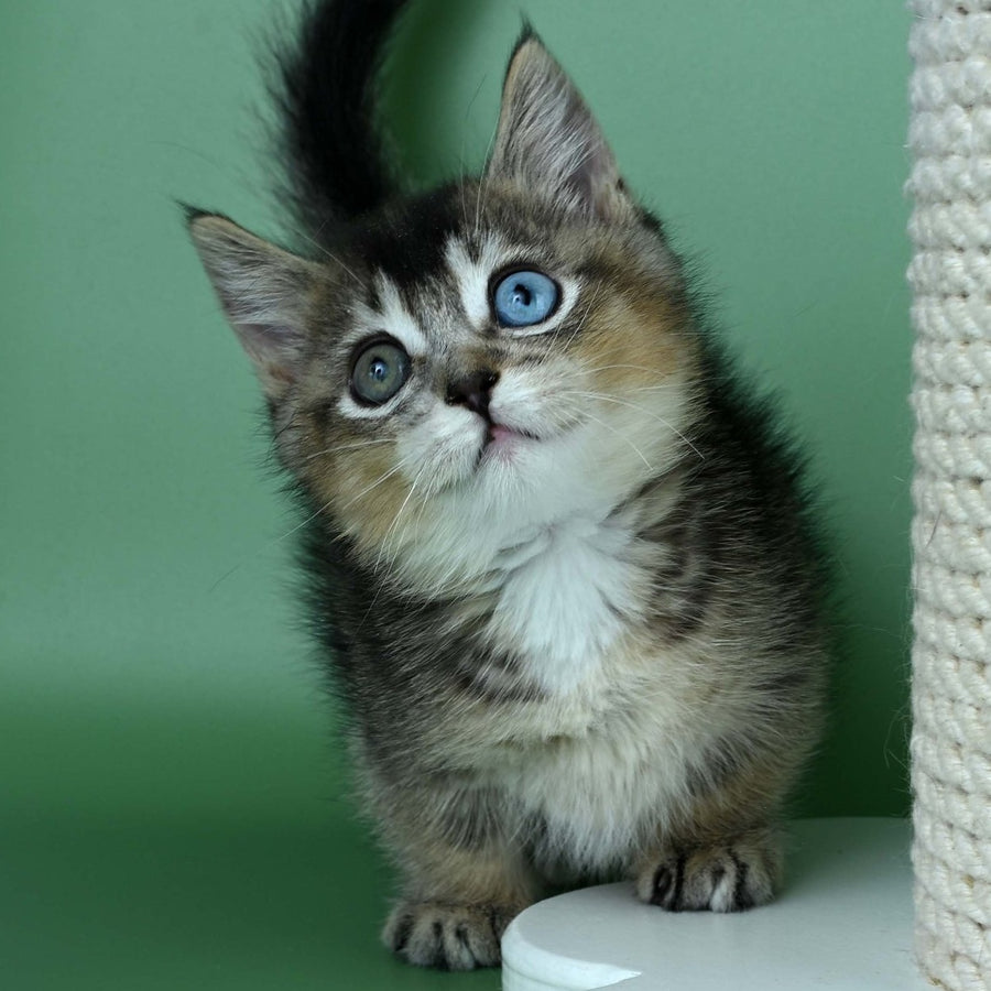 Kai Munchkin male, black ticked tabby