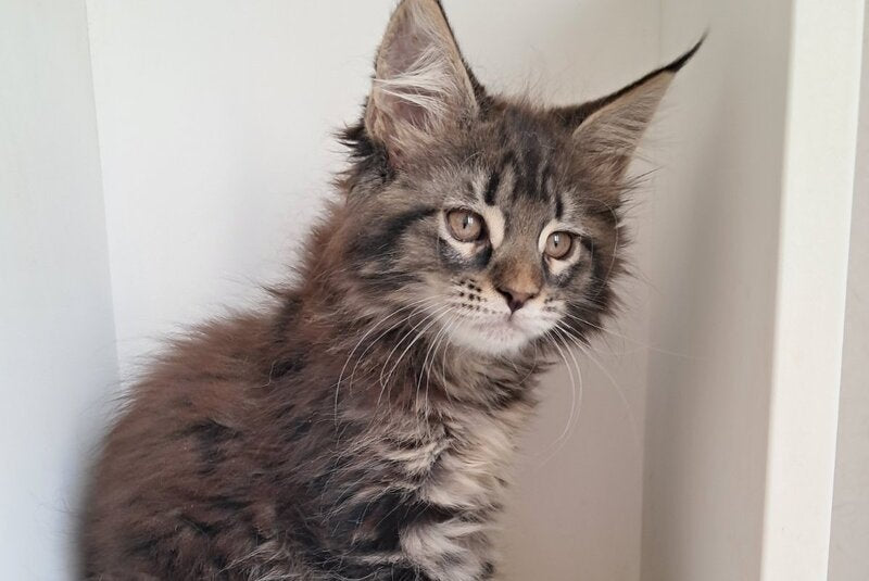 X-Adel Maine Coon female, black tabby