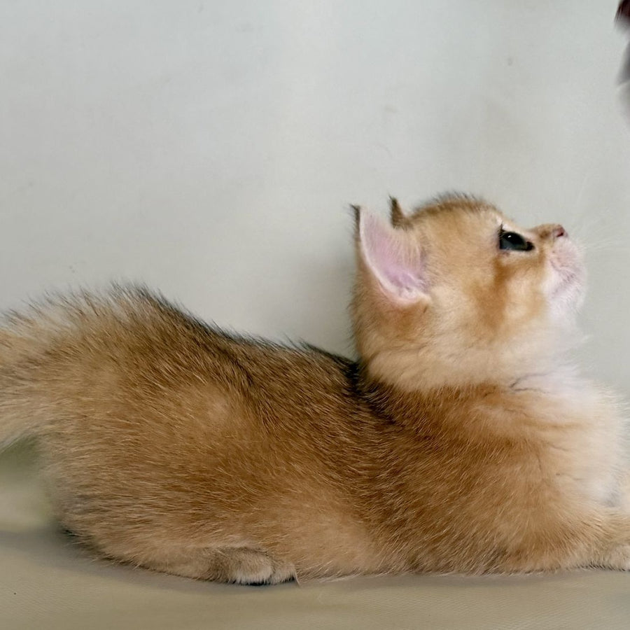 Quirka Munchkin female, black golden shaded