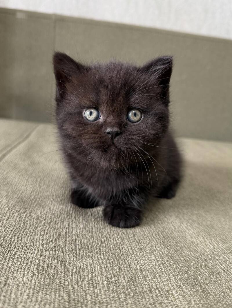 Arny Scottish Straight male black - live animals