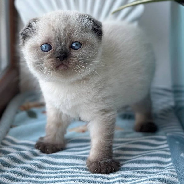 Mira Scottish Fold female, black pointed