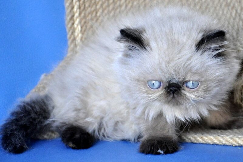 Melissa Persian female, black pointed