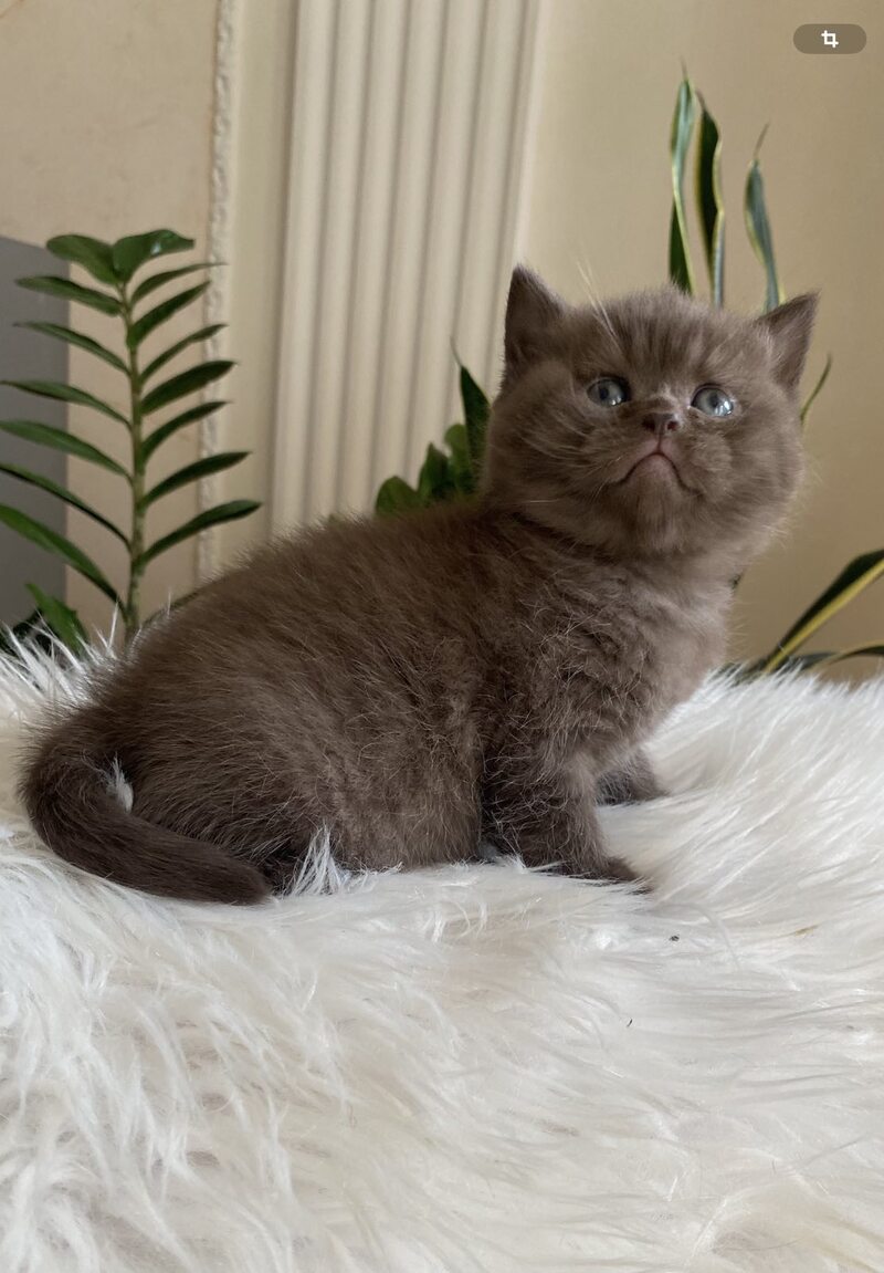 Zefir British Shorthair male chocolate - live animals