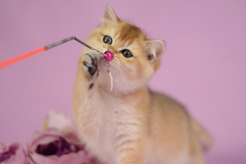 Vesta British Shorthair female black golden shaded - live animals