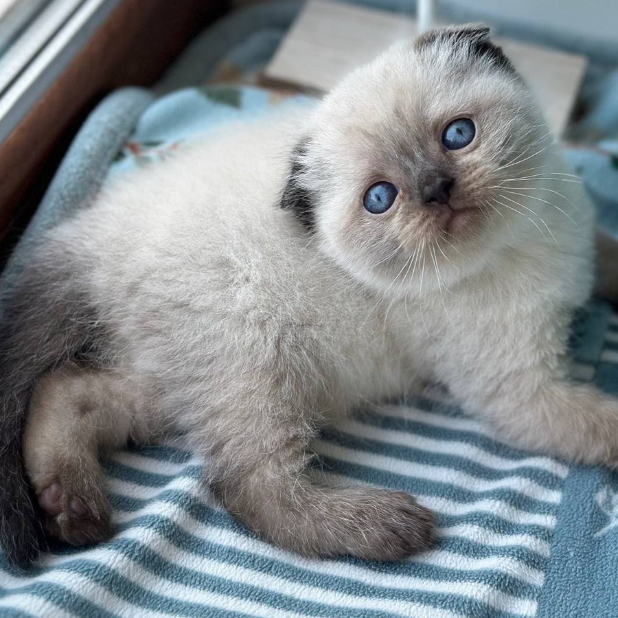 Mira Scottish Fold female, black pointed