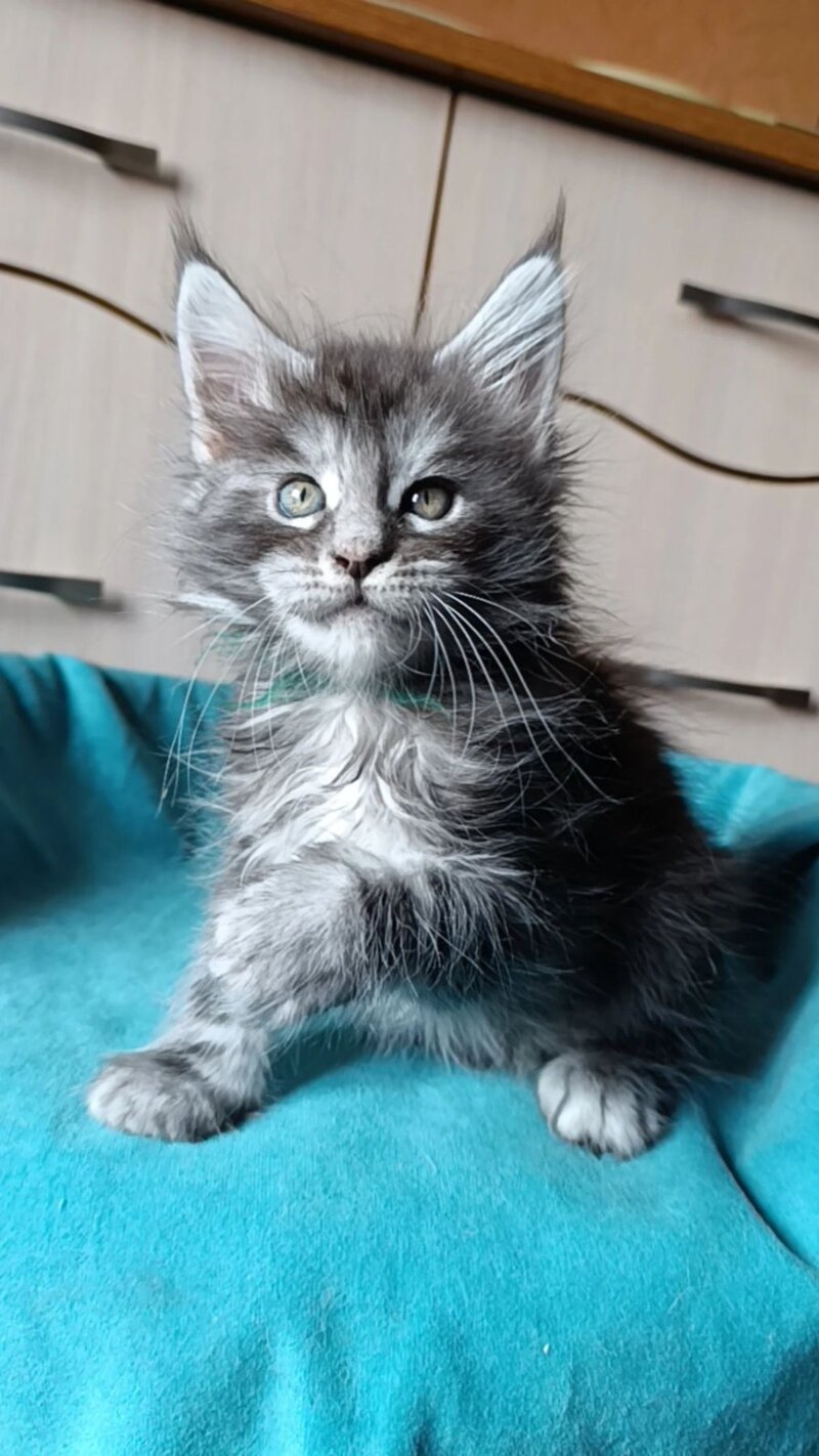 Nensi Maine Coon female black tortie silver tabby live animals