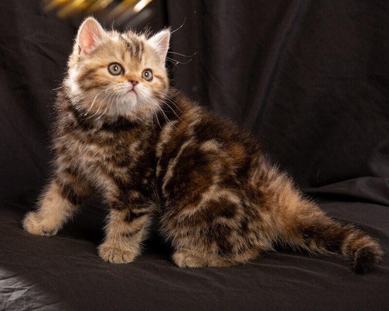 Naomie Scottish Straight male black tortie tabby - live animals