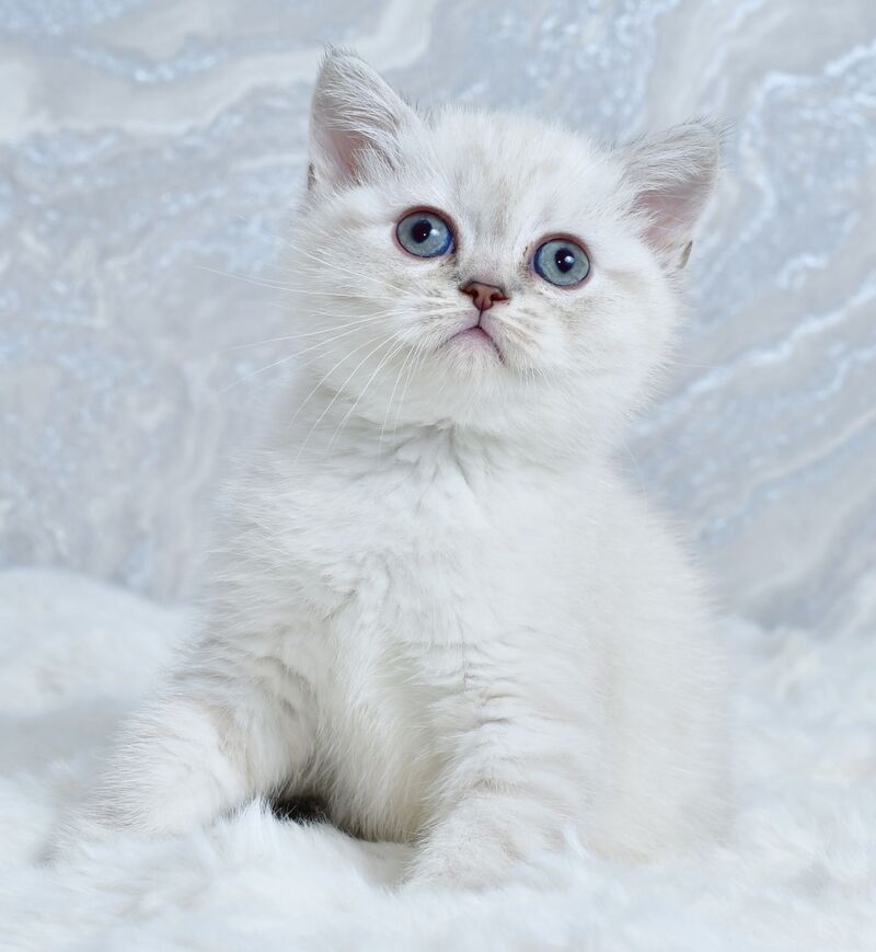 Jina Scottish Straight female blue tabby pointed - live animals