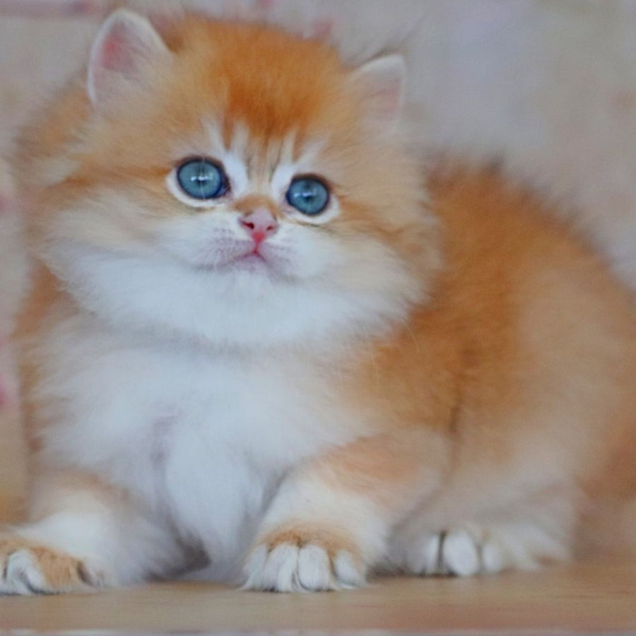 Yasmin British Longhair female, black golden shaded