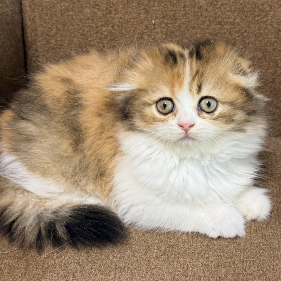 Carmelita Scottish Fold female, black tortie bicolour