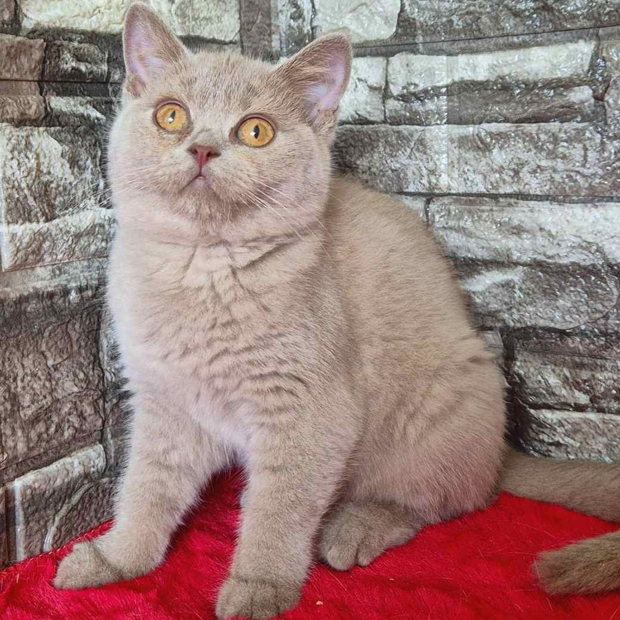 Deizy British Shorthair female, lilac