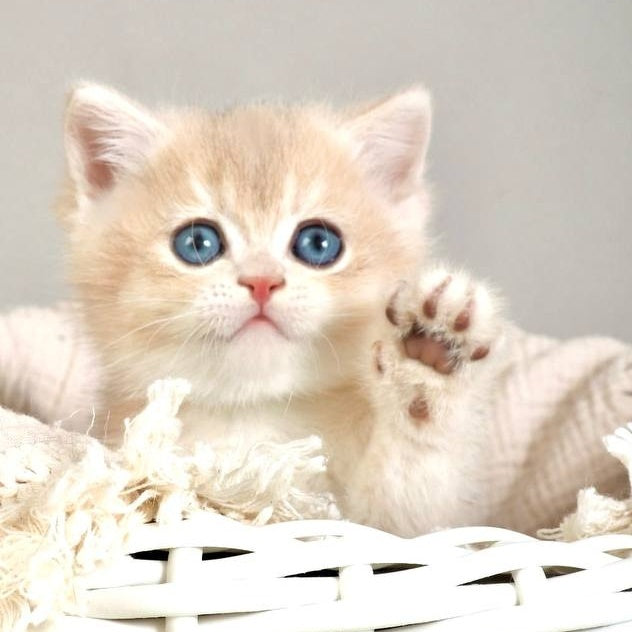Yasha British Shorthair male, blue golden chinchilla