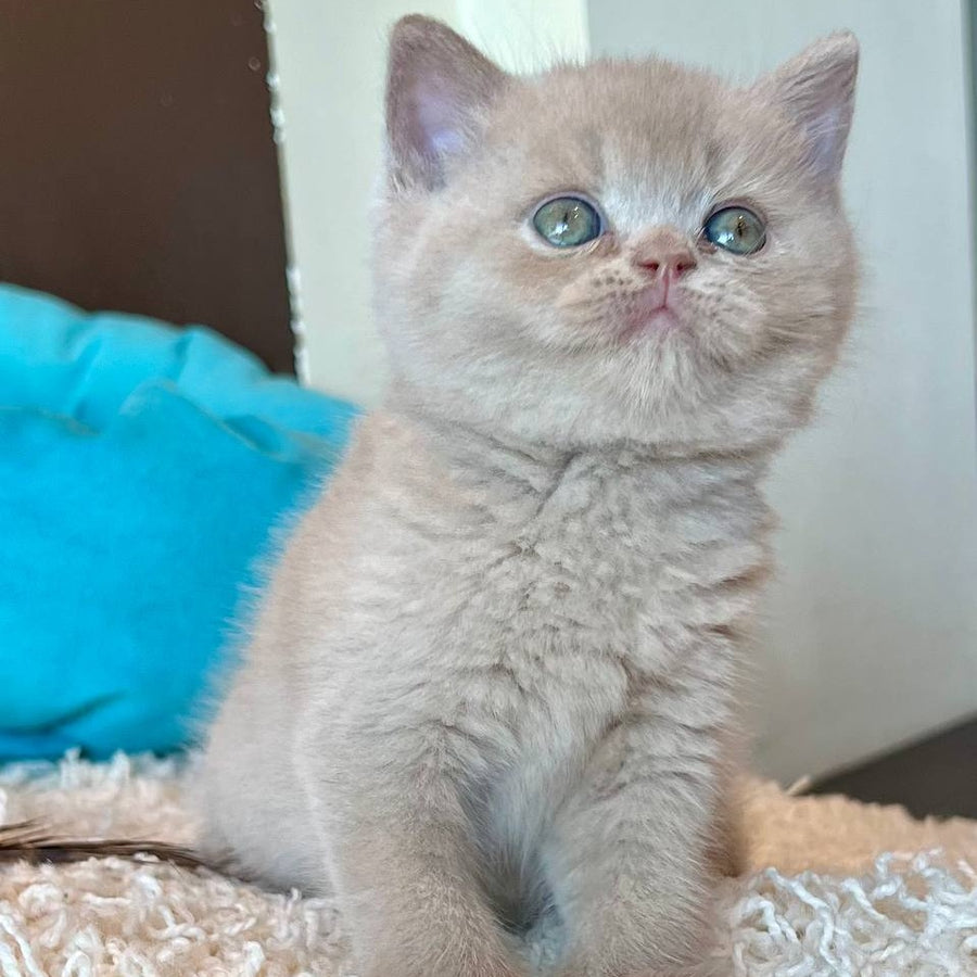 Pamela British Shorthair female, fawn