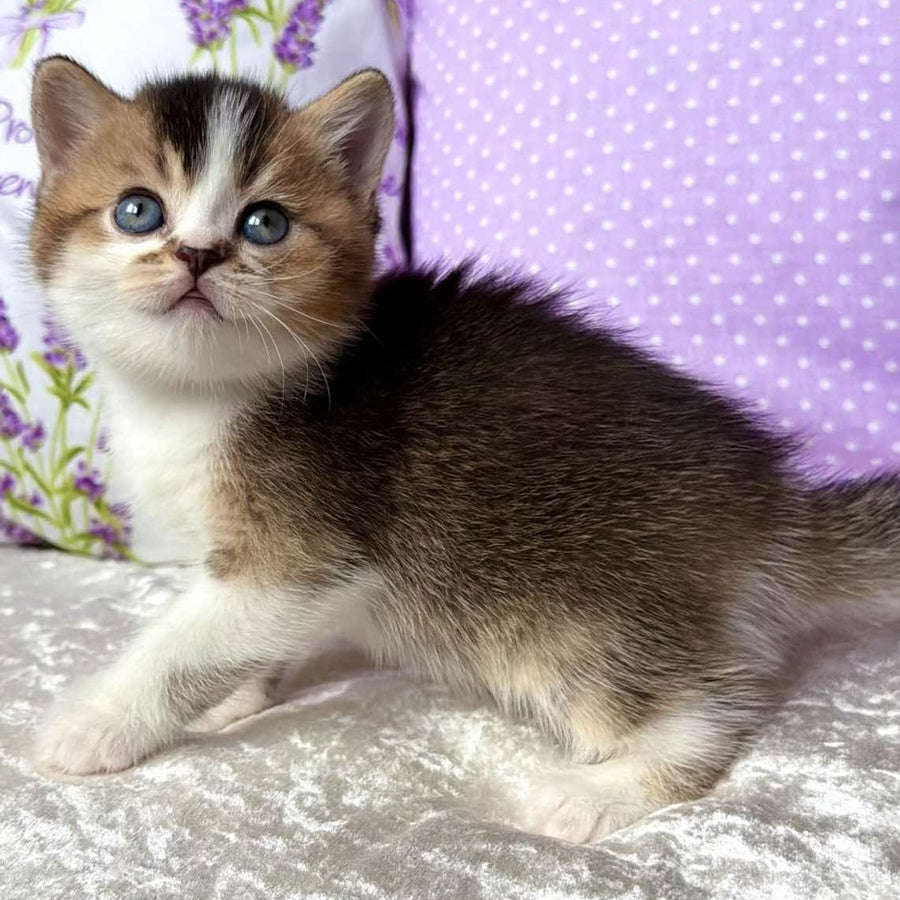 Elio British Shorthair male, black golden ticked tabby bicolour