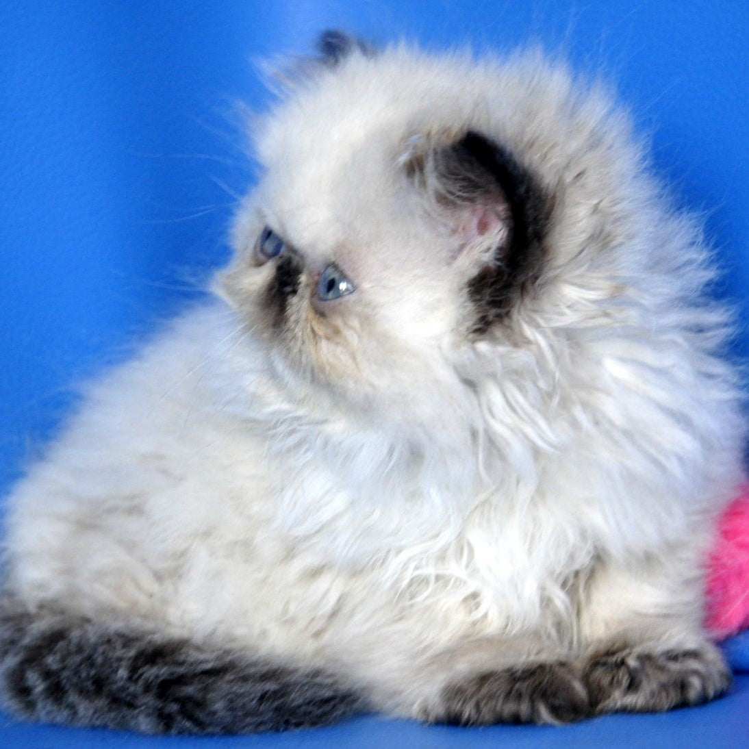 Nona Persian female, black tortie tabby pointed