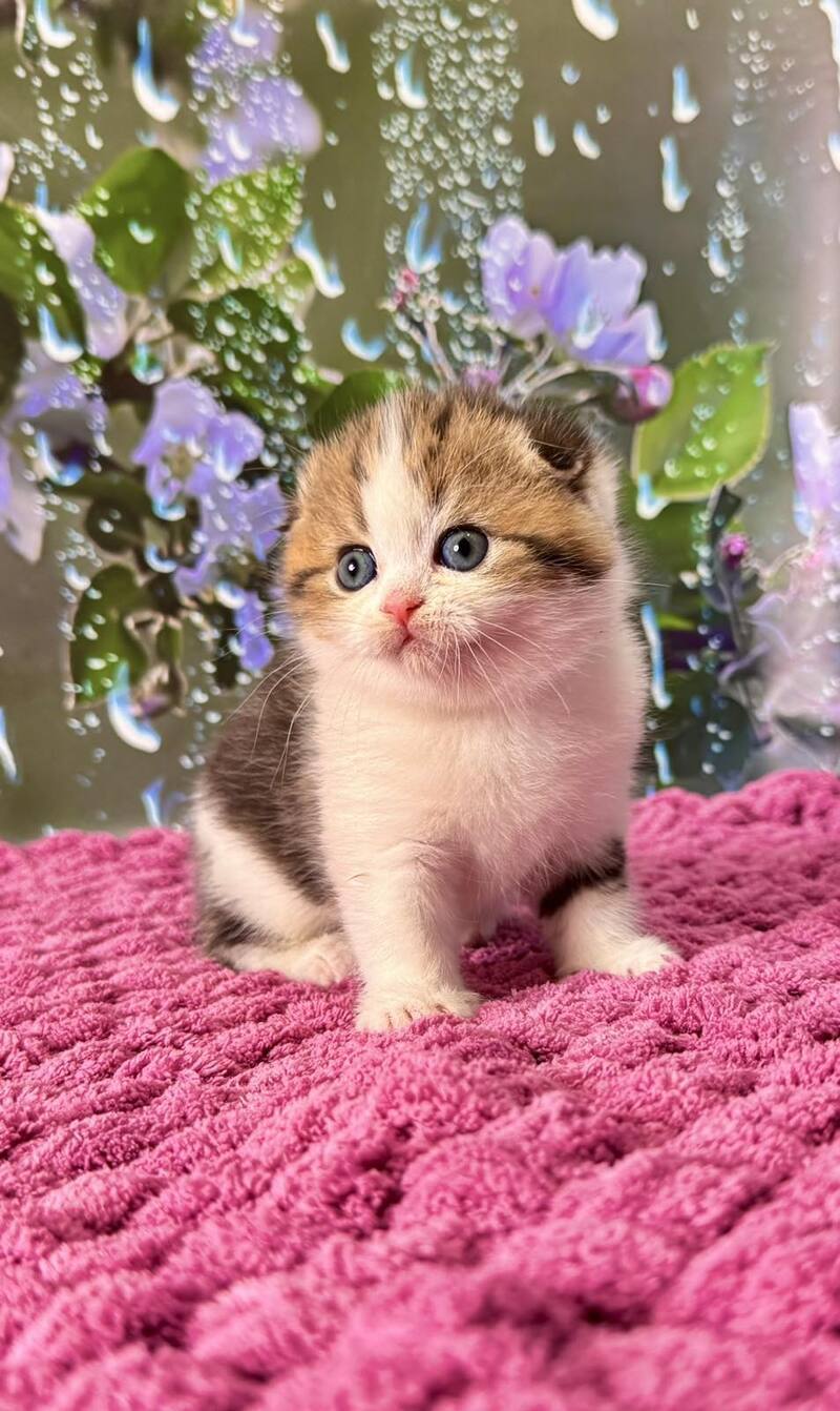 Fiona Scottish Fold female black tabby bicolour - live animals
