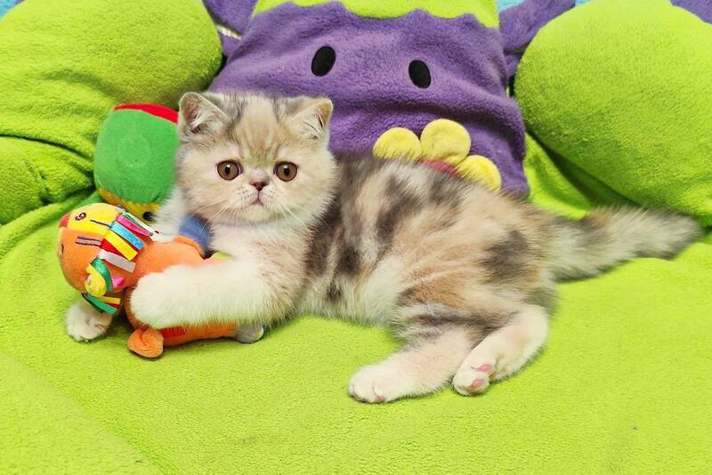 Candy Exotic female, blue tortie tabby bicolour