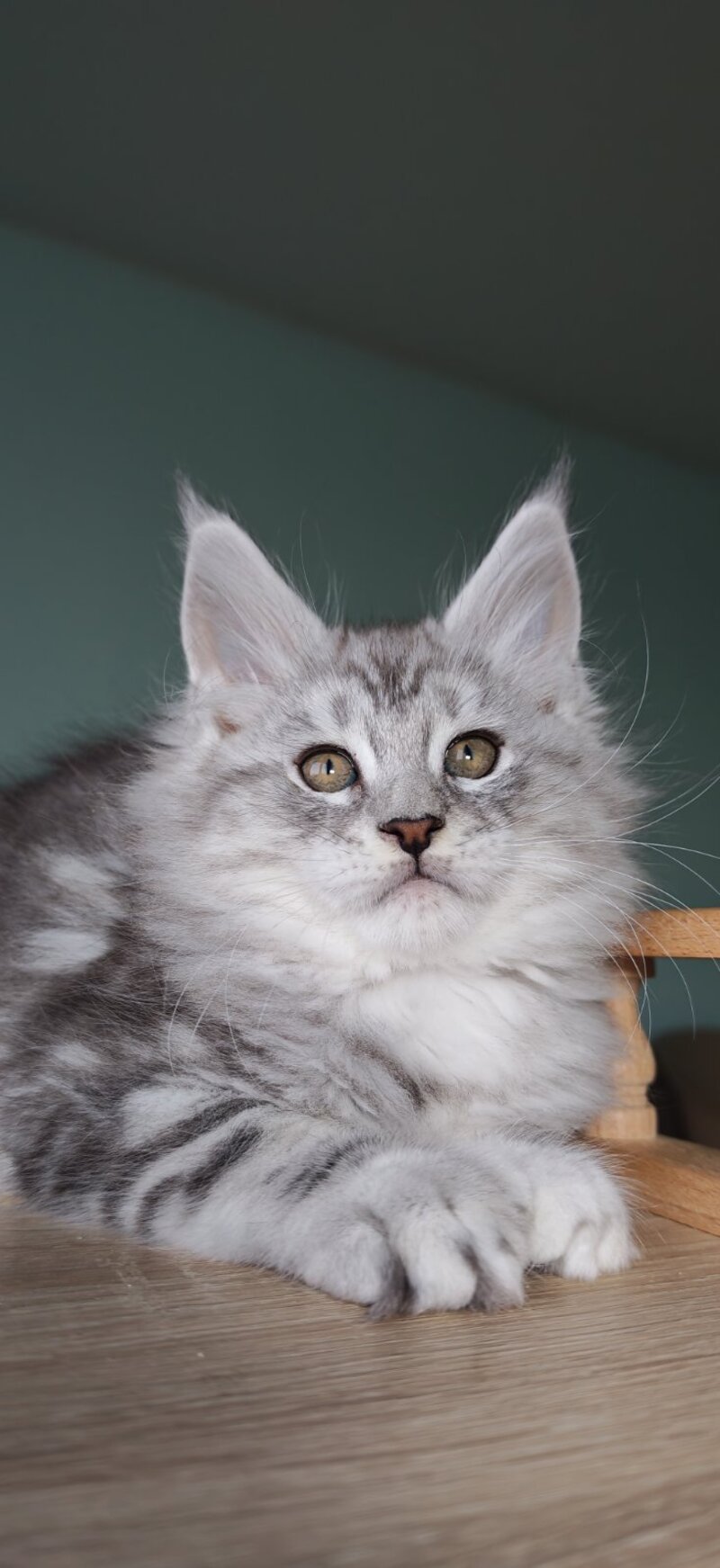 Gelios Maine Coon male, blue silver tabby