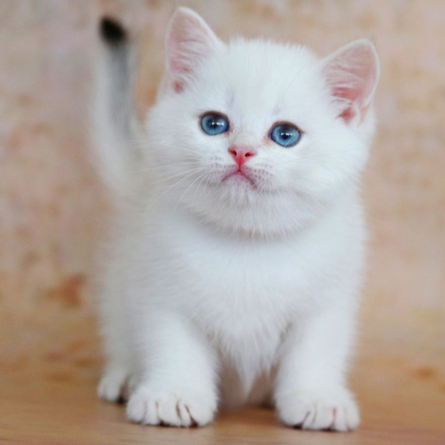Yanis British Shorthair male, black golden chinchilla pointed