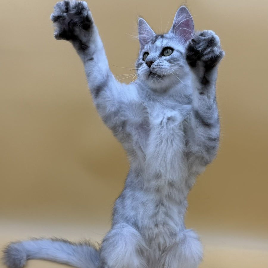 Michelina Maine Coon polydactyl 6x6x6x6 female, black silver spotted tabby