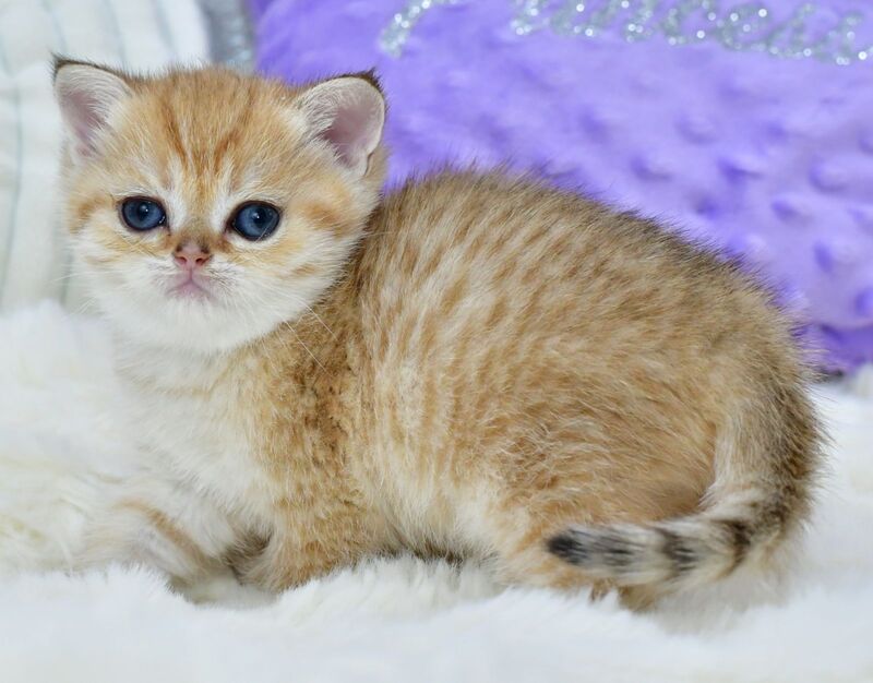 Eva British Shorthair female, black golden spotted tabby