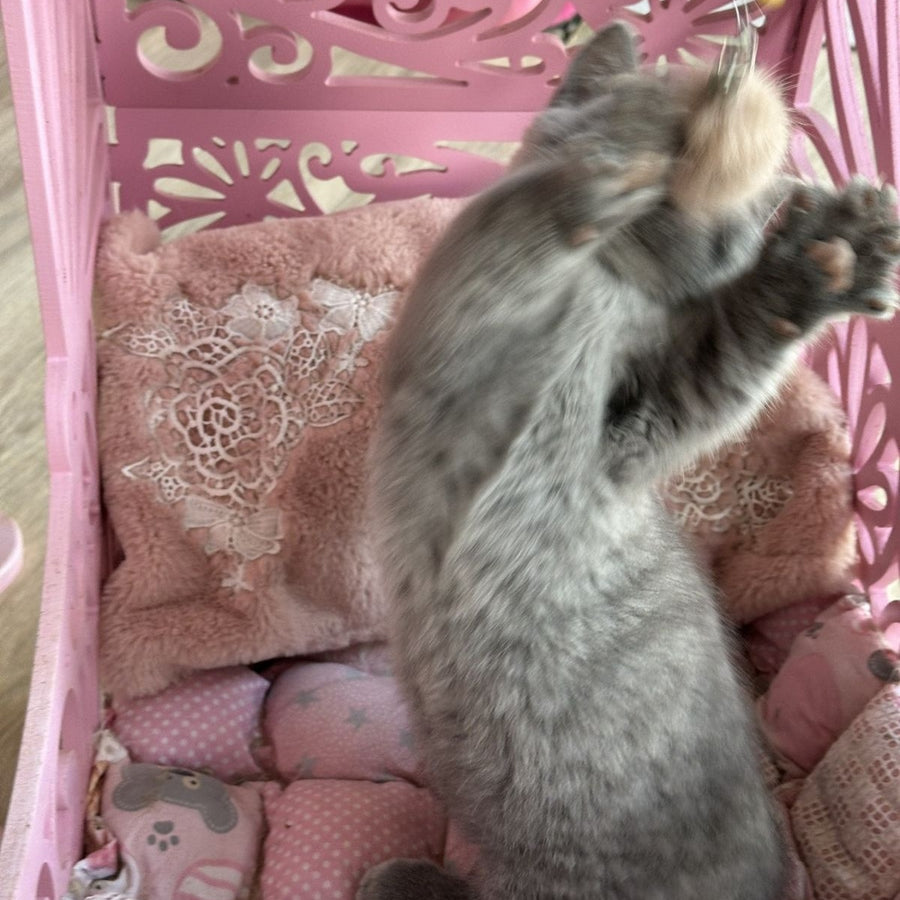 Milka Munchkin female, blue