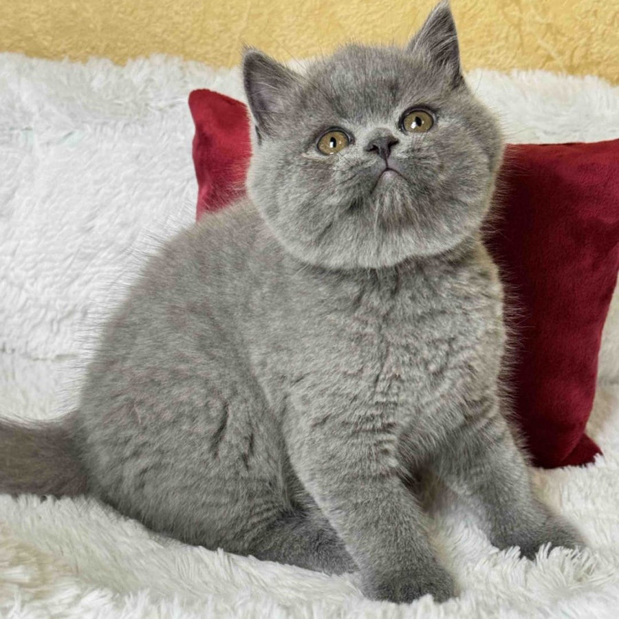 Ash Scottish Straight male, blue