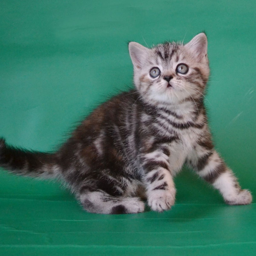 Ola Scottish Straight female, black tortie silver tabby