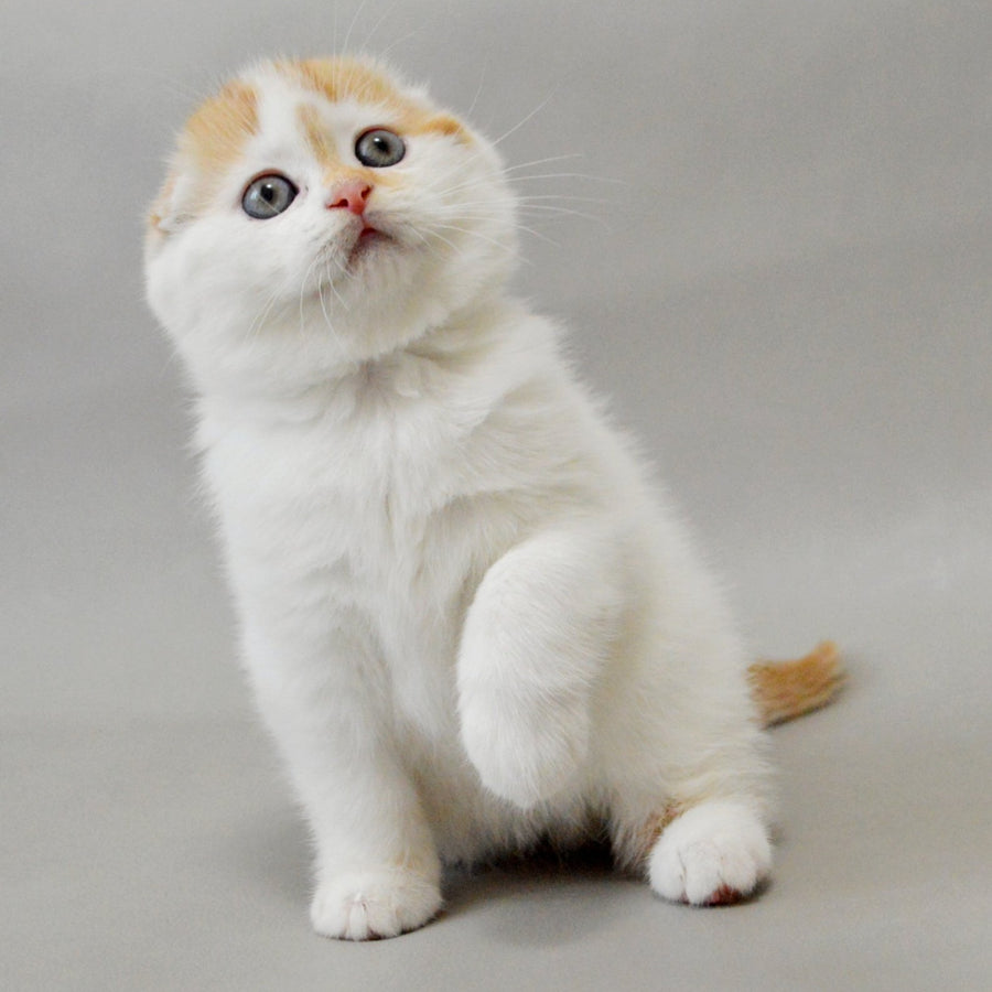Xanthe Scottish Fold female, red silver tabby van
