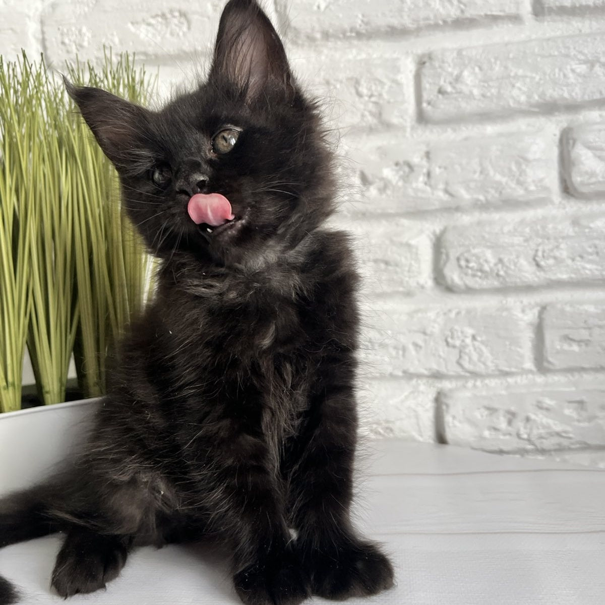 Kenzo Maine Coon male, black