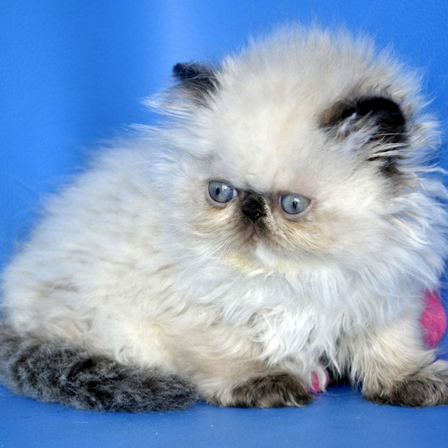 Nona Persian female, black tortie tabby pointed