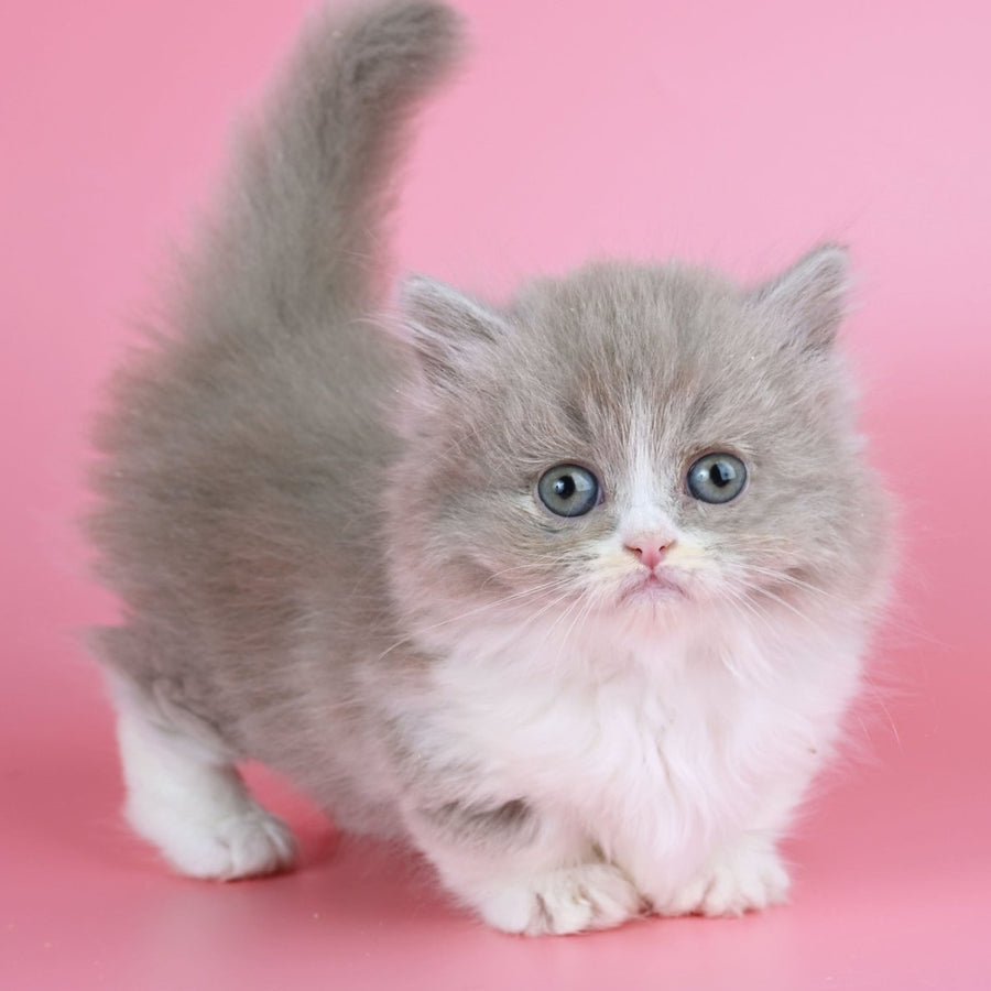 Iriska Munchkin female, lilac tortie bicolour