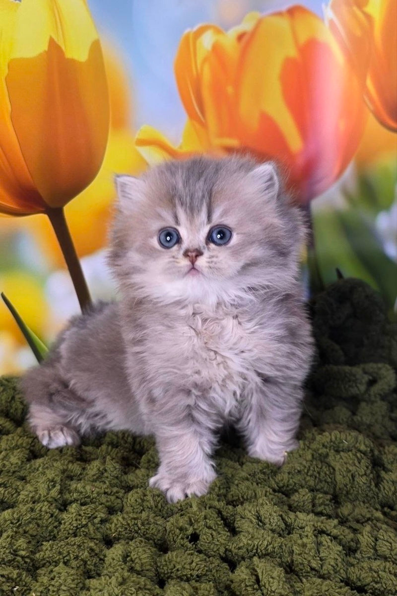 Garry British Longhair male blue golden shaded - live animals