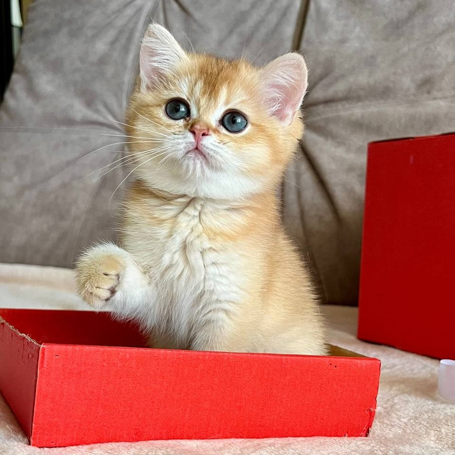 Iris British Shorthair female, chocolate golden chinchilla
