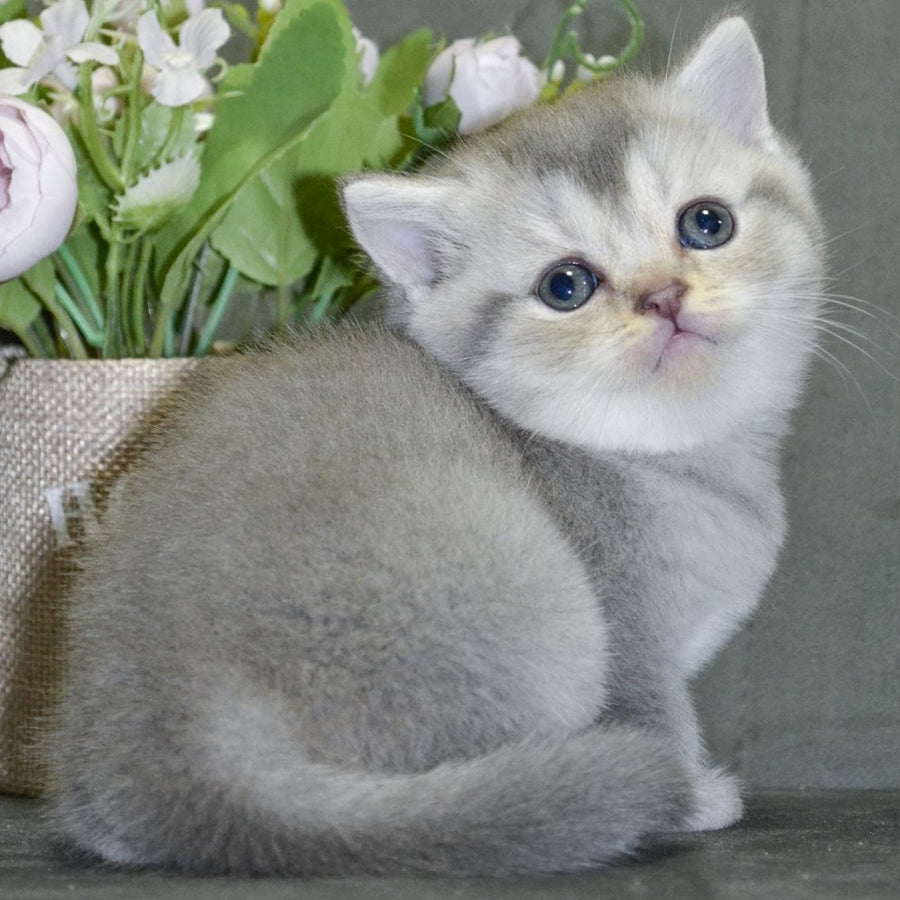 Alina Scottish Straight female, blue silver shaded