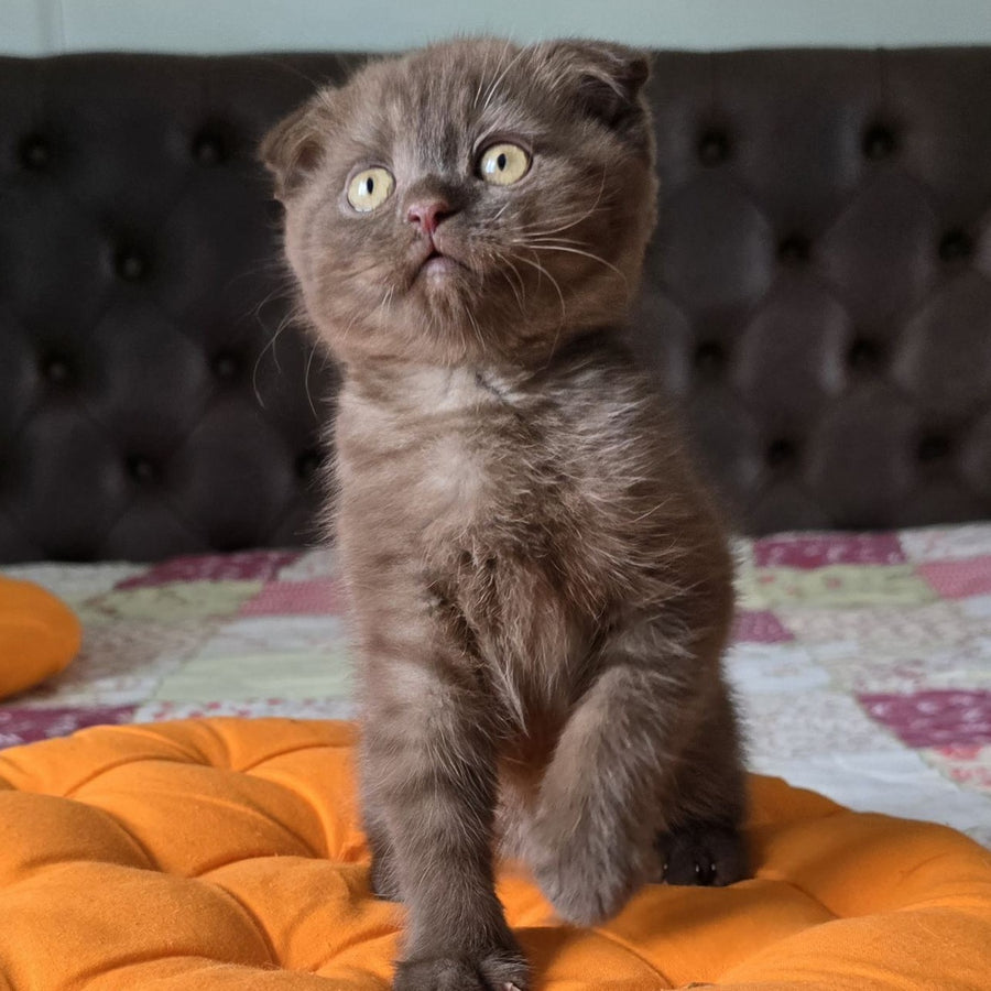 Cookie Scottish Fold male, chocolate