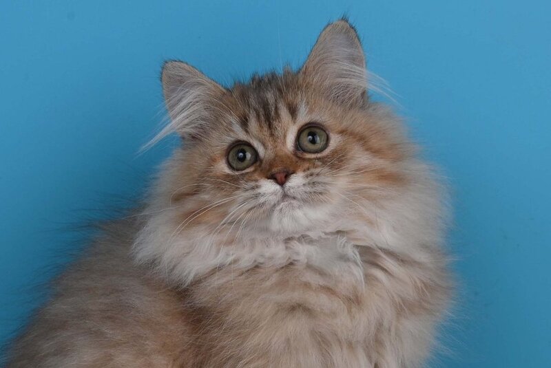 Xena British Longhair female, chocolate silver shaded