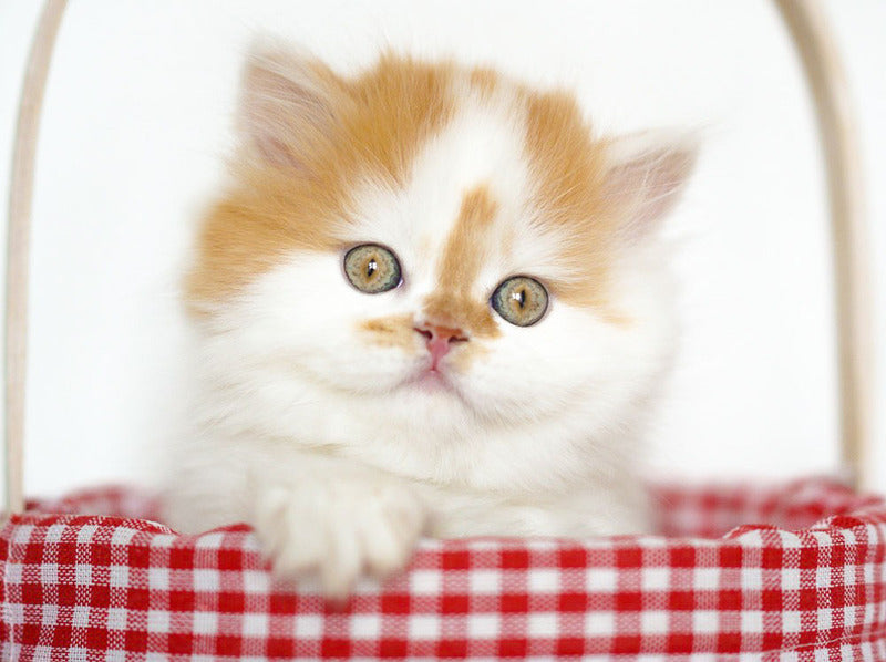 Pepper Scottish Straight male, red tabby harlequin
