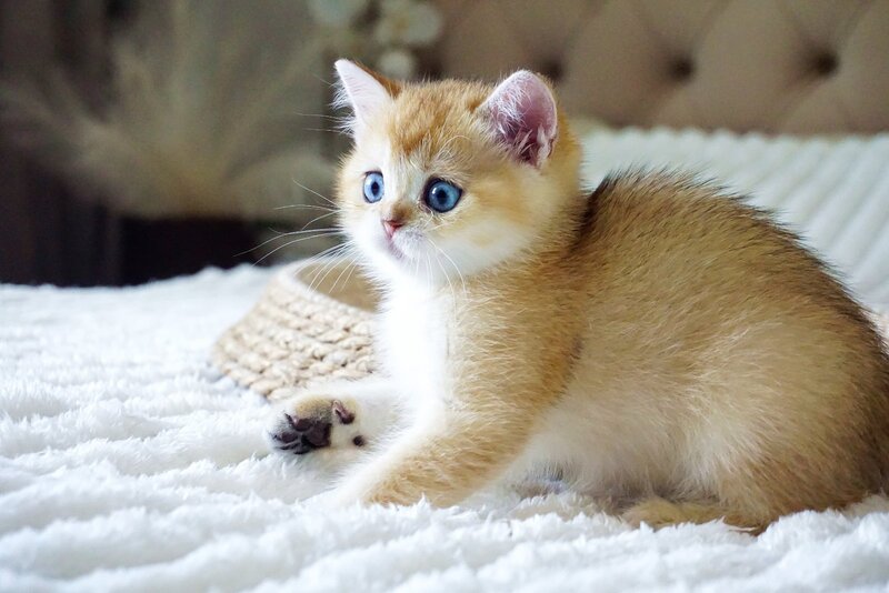 Grayson British Shorthair male, black golden shaded with white