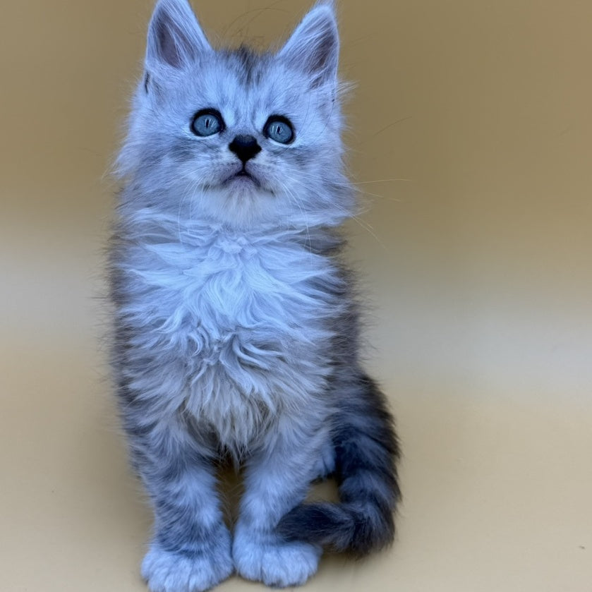 Heyjay Maine Coon male, black silver tabby