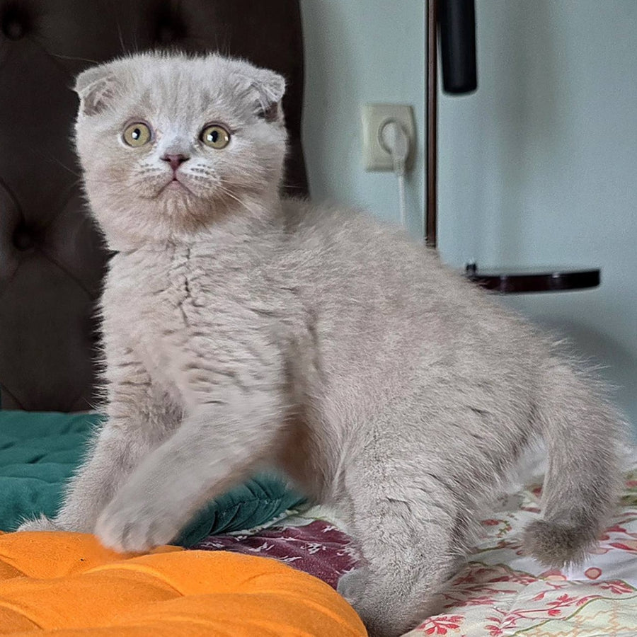 Codi Scottish Fold male, lilac