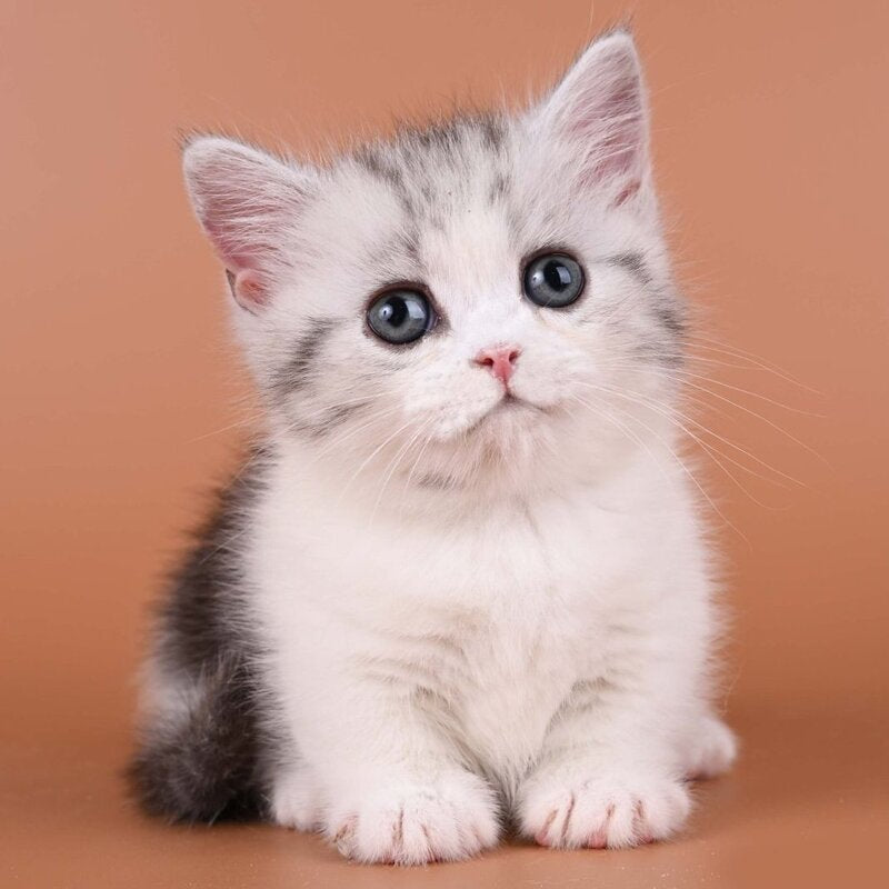 Ilene Munchkin female, black silver tabby bicolour