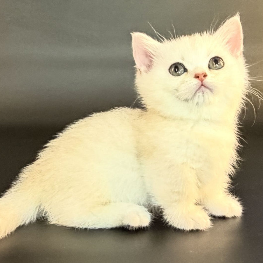 Raven Munchkin female, black silver shaded