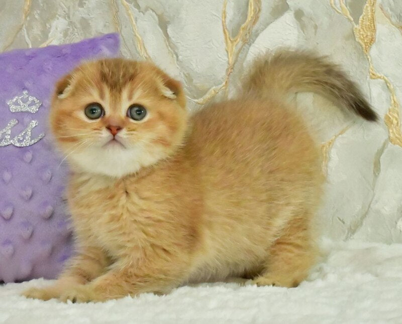 Josie Scottish Fold female, chocolate golden shaded