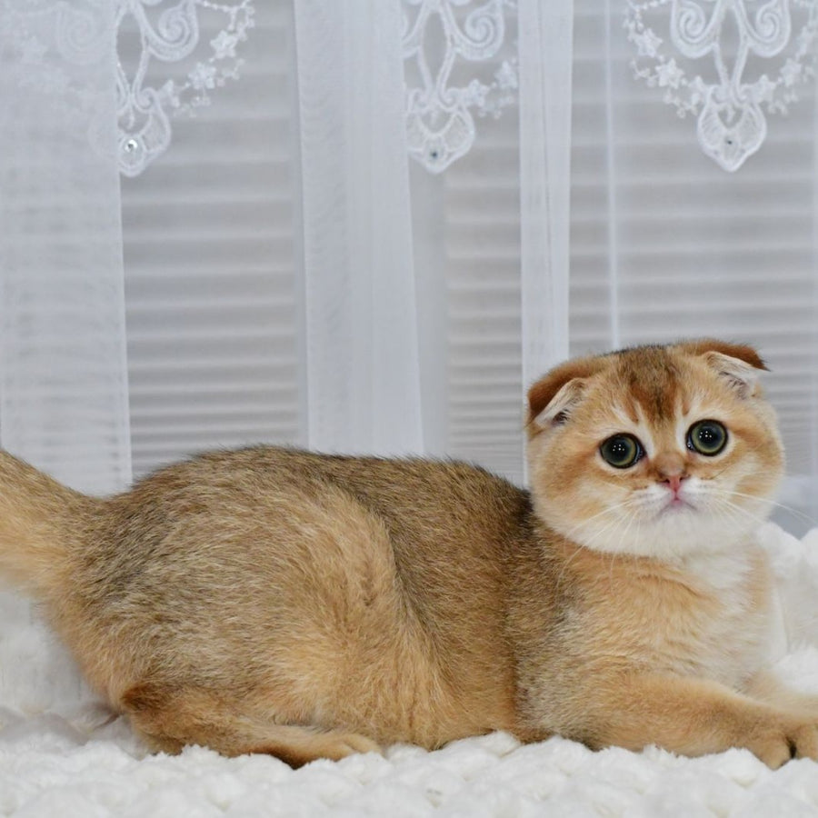 Mark Scottish Fold male, black golden shaded