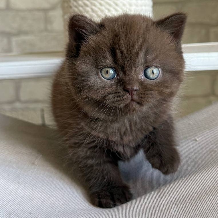 Bruno British Shorthair male, chocolate