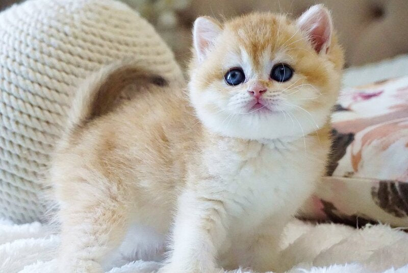 Danica British Shorthair female, black golden chinchilla
