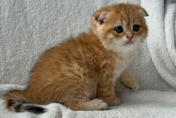 Sima Scottish Fold female black golden spotted tabby - live animals