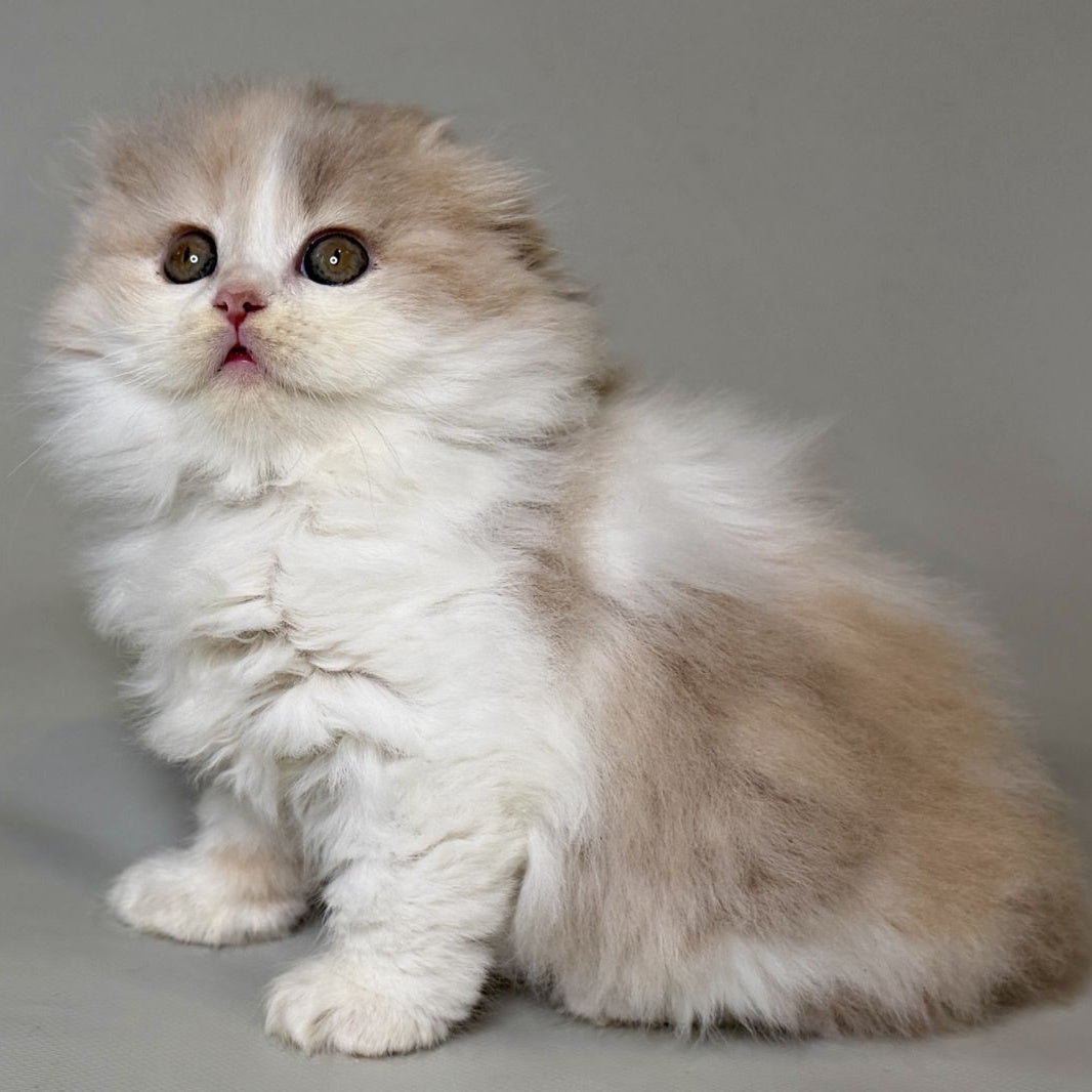 Aurelia Scottish Fold female, fawn tortie bicolour