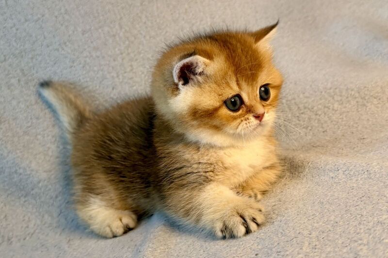 Lumiq Munchkin male black golden ticked tabby - live animals
